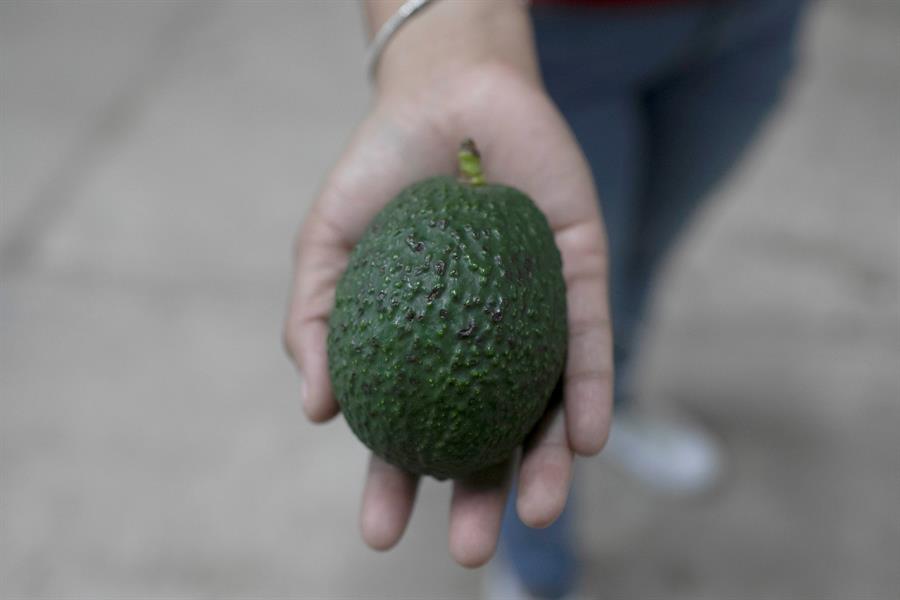 Mexico supports measures to reactivate avocado exports to the US